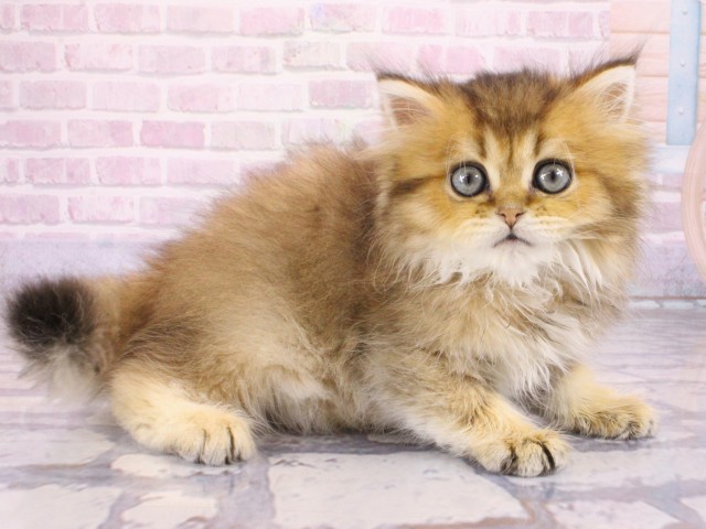 大阪府のマンチカン (Coo&RIKU心斎橋店/2025年12月31日生まれ/女の子/シェーデットゴールデン)の子猫の2枚目の画像