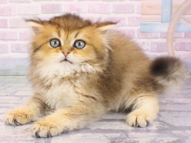 大阪府のマンチカン (Coo&RIKU心斎橋店/2025年12月31日生まれ/女の子/シェーデットゴールデン)の子猫の3枚目の画像