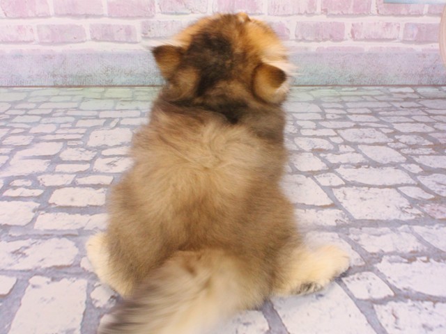 大阪府のマンチカン (Coo&RIKU心斎橋店/2025年12月31日生まれ/女の子/シェーデットゴールデン)の子猫の4枚目の画像