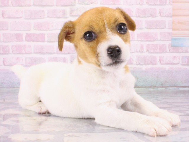 大阪府のジャックラッセルテリア (Coo&RIKU城東古市店/2026年1月1日生まれ/女の子/タンホワイト)の子犬の2枚目の画像