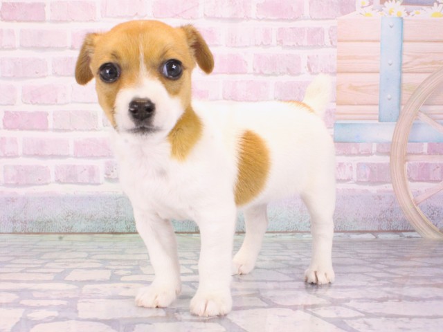 大阪府のジャックラッセルテリア (Coo&RIKU城東古市店/2026年1月1日生まれ/女の子/タンホワイト)の子犬の3枚目の画像