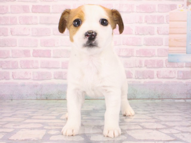 2026年1月1日生まれのジャックラッセルテリア