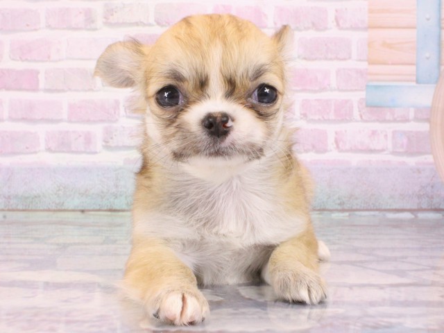 和歌山県のチワワ(ロング) (Coo&RIKU和歌山店/2026年1月1日生まれ/女の子/フォーン)の子犬の1枚目の画像