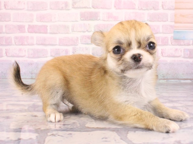 和歌山県のチワワ(ロング) (Coo&RIKU和歌山店/2026年1月1日生まれ/女の子/フォーン)の子犬の2枚目の画像