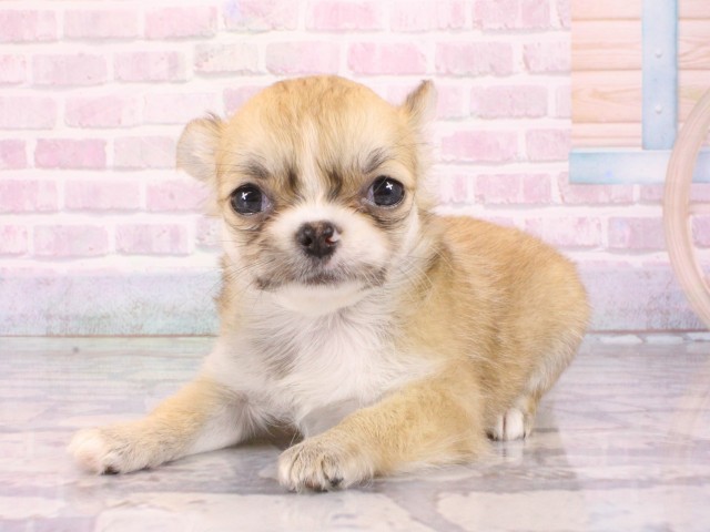 和歌山県のチワワ(ロング) (Coo&RIKU和歌山店/2026年1月1日生まれ/女の子/フォーン)の子犬の3枚目の画像