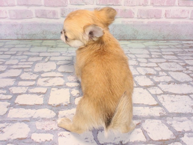 和歌山県のチワワ(ロング) (Coo&RIKU和歌山店/2026年1月1日生まれ/女の子/フォーン)の子犬の4枚目の画像