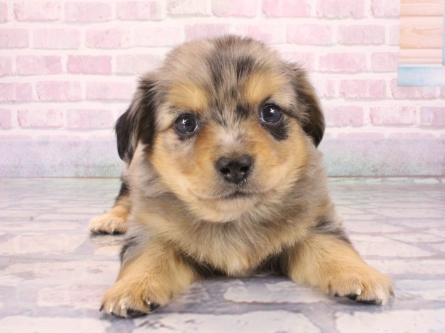 大阪府のチワックス(チワワ×ダックス) (Coo&RIKU天王寺店/2025年12月31日生まれ/男の子/ブルーマール)の子犬の1枚目の画像