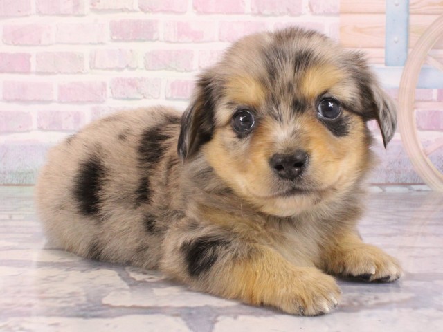 大阪府のチワックス(チワワ×ダックス) (Coo&RIKU天王寺店/2025年12月31日生まれ/男の子/ブルーマール)の子犬の2枚目の画像