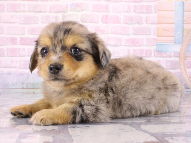 大阪府のチワックス(チワワ×ダックス) (Coo&RIKU天王寺店/2025年12月31日生まれ/男の子/ブルーマール)の子犬の3枚目の画像