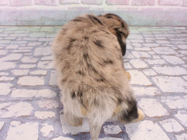 大阪府のチワックス(チワワ×ダックス) (Coo&RIKU天王寺店/2025年12月31日生まれ/男の子/ブルーマール)の子犬の4枚目の画像