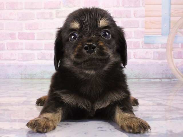 兵庫県のチワックス(チワワ×ダックス) (Coo&RIKU三木店/2025年12月31日生まれ/男の子/ブラックタン)の子犬