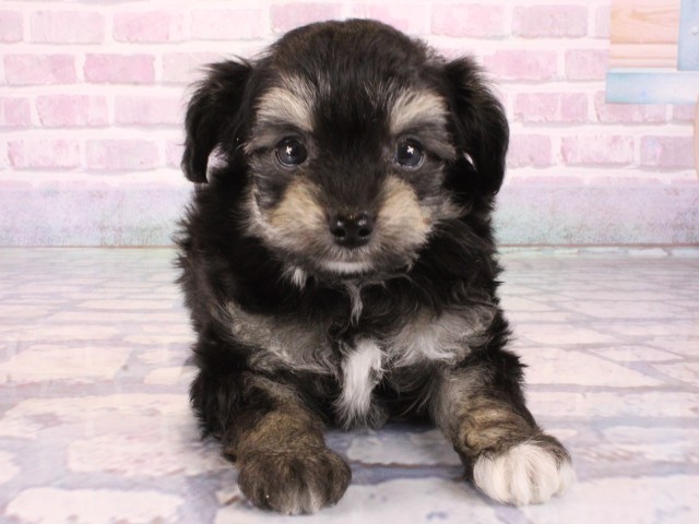 大阪府のチワプー/プーチー(チワワ×プードル) (Coo&RIKU梅田店/2025年12月31日生まれ/男の子/ブラッククリーム)の子犬の1枚目の画像