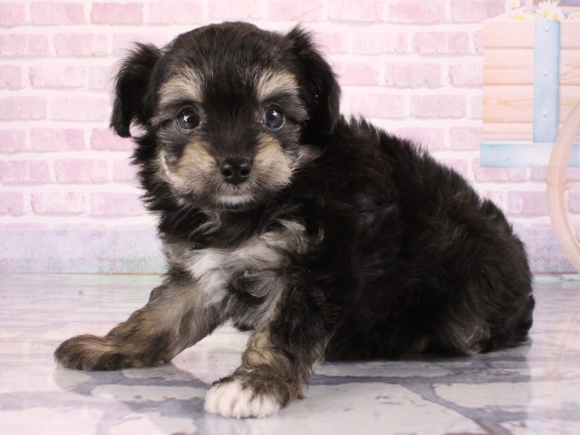 大阪府のチワプー/プーチー(チワワ×プードル) (Coo&RIKU梅田店/2025年12月31日生まれ/男の子/ブラッククリーム)の子犬の3枚目の画像