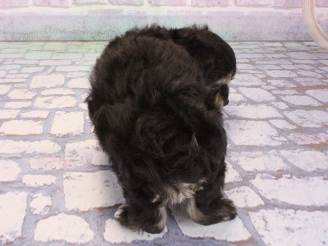 大阪府のチワプー/プーチー(チワワ×プードル) (Coo&RIKU梅田店/2025年12月31日生まれ/男の子/ブラッククリーム)の子犬の4枚目の画像