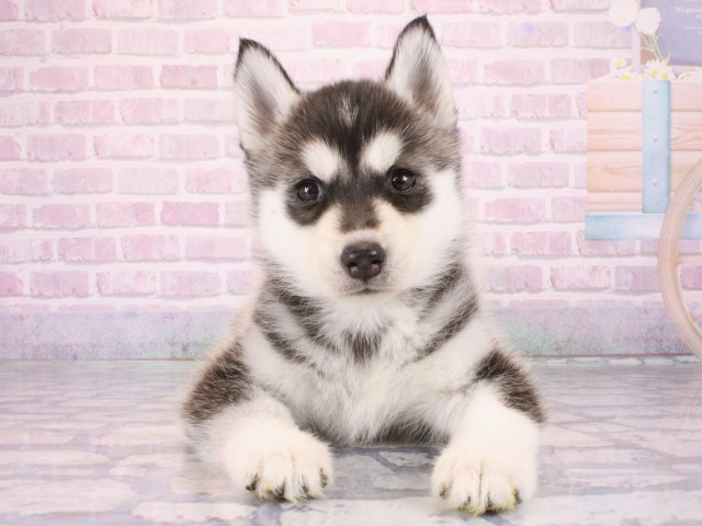 シベリアンハスキー