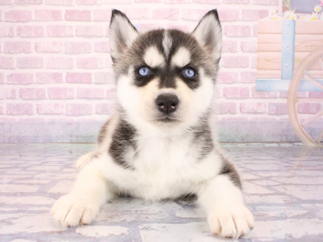 京都府のシベリアンハスキー (Coo&RIKU舞鶴店/2026年1月1日生まれ/女の子/ブラックホワイト)の子犬の1枚目の画像