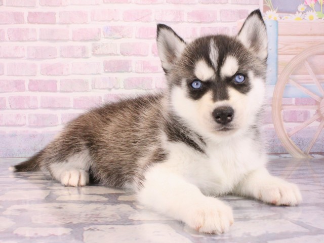 京都府のシベリアンハスキー (Coo&RIKU舞鶴店/2026年1月1日生まれ/女の子/ブラックホワイト)の子犬の2枚目の画像