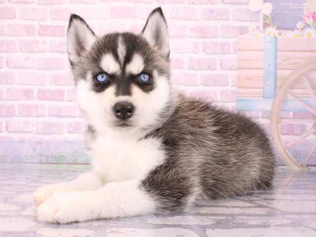 京都府のシベリアンハスキー (Coo&RIKU舞鶴店/2026年1月1日生まれ/女の子/ブラックホワイト)の子犬の3枚目の画像