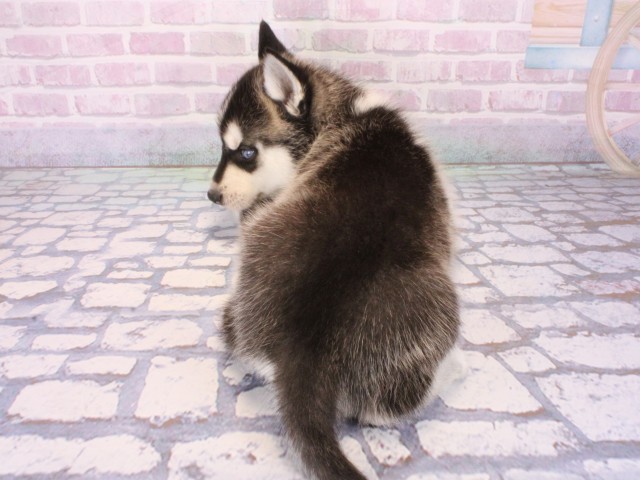 京都府のシベリアンハスキー (Coo&RIKU舞鶴店/2026年1月1日生まれ/女の子/ブラックホワイト)の子犬の4枚目の画像