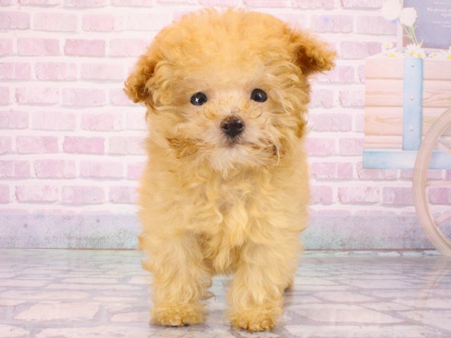 兵庫県のトイプードル(トイ) (Coo&RIKU尼崎店/2025年12月30日生まれ/女の子/オレンジフォーン)の子犬の1枚目の画像