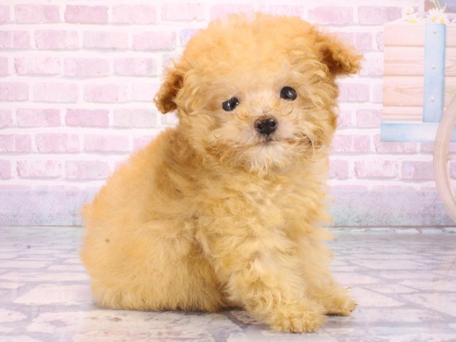 兵庫県のトイプードル(トイ) (Coo&RIKU尼崎店/2025年12月30日生まれ/女の子/オレンジフォーン)の子犬の2枚目の画像