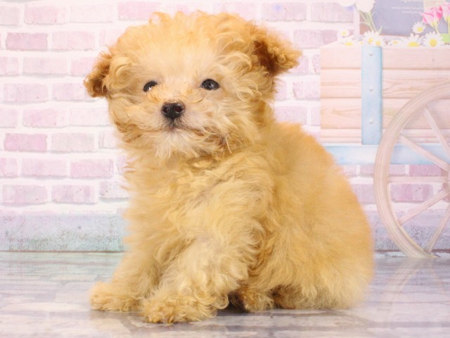 兵庫県のトイプードル(トイ) (Coo&RIKU尼崎店/2025年12月30日生まれ/女の子/オレンジフォーン)の子犬の3枚目の画像