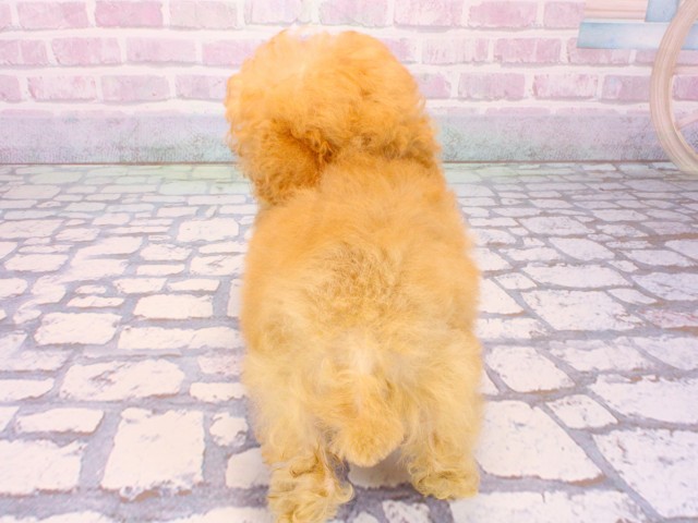 兵庫県のトイプードル(トイ) (Coo&RIKU尼崎店/2025年12月30日生まれ/女の子/オレンジフォーン)の子犬の4枚目の画像