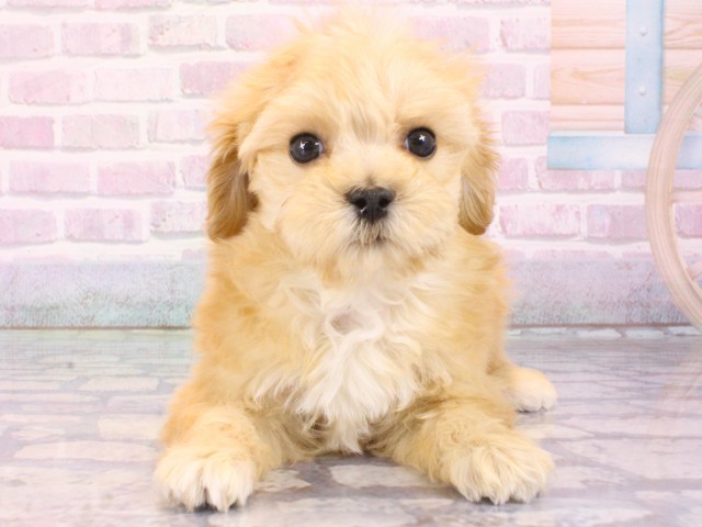 京都府のマルプー(マルチーズ×プードル) (Coo&RIKU舞鶴店/2025年12月31日生まれ/女の子/クリーム)の子犬の1枚目の画像