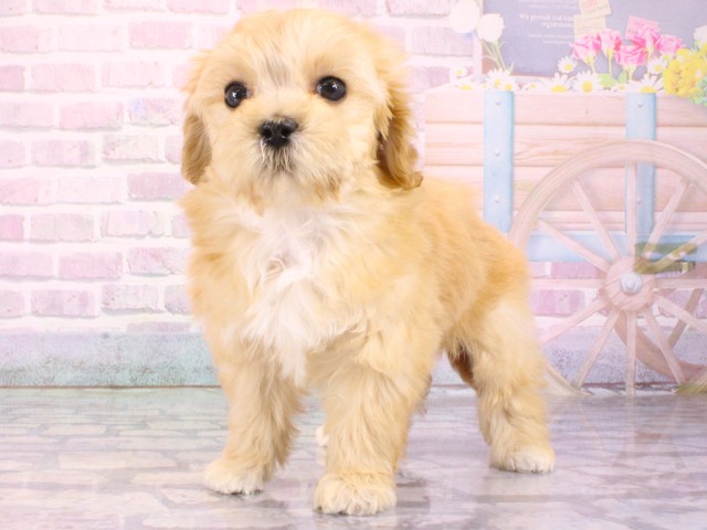 京都府のマルプー(マルチーズ×プードル) (Coo&RIKU舞鶴店/2025年12月31日生まれ/女の子/クリーム)の子犬の3枚目の画像