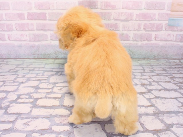 京都府のマルプー(マルチーズ×プードル) (Coo&RIKU舞鶴店/2025年12月31日生まれ/女の子/クリーム)の子犬の4枚目の画像