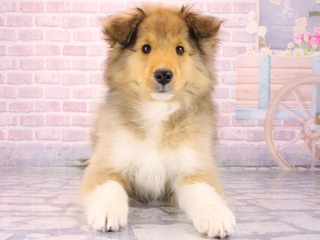 兵庫県のシェットランドシープドッグ (Coo&RIKU三木店/2025年12月13日生まれ/男の子/セーブルホワイト)の子犬