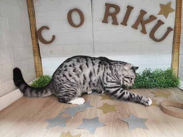 アメリカンカール