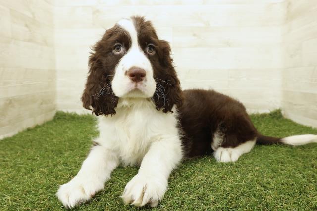 栃木県のイングリッシュスプリンガースパニエル (Coo&RIKUFKDインターパーク店/2025年9月19日生まれ/男の子/レバーホワイト)の子犬の2枚目の画像