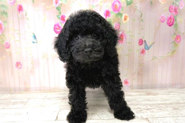 北海道のトイプードル(トイ) (Coo&RIKU釧路店/2026年1月1日生まれ/男の子/ブラック)の子犬の1枚目の画像