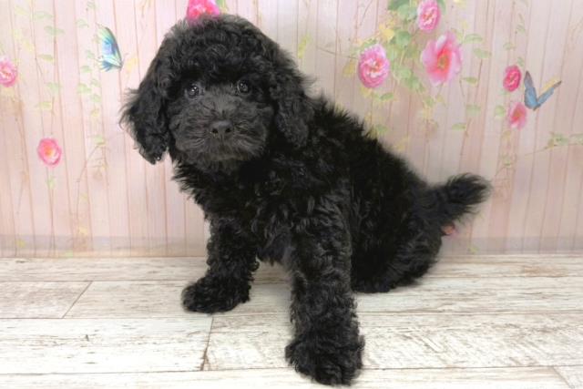 北海道のトイプードル(トイ) (Coo&RIKU釧路店/2026年1月1日生まれ/男の子/ブラック)の子犬の2枚目の画像