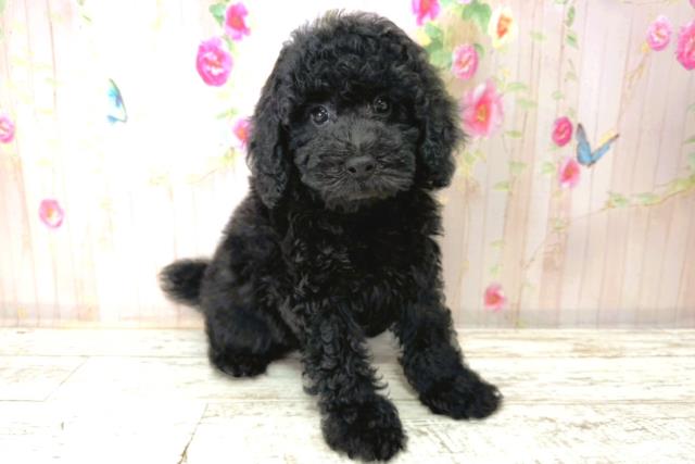 北海道のトイプードル(トイ) (Coo&RIKU釧路店/2026年1月1日生まれ/男の子/ブラック)の子犬の3枚目の画像