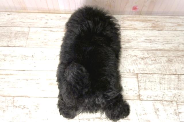 北海道のトイプードル(トイ) (Coo&RIKU釧路店/2026年1月1日生まれ/男の子/ブラック)の子犬の4枚目の画像