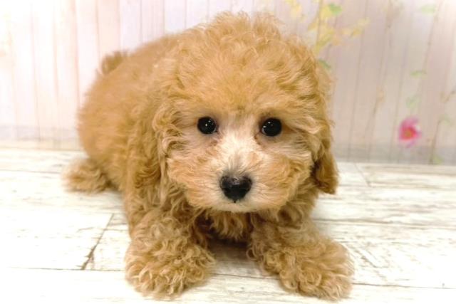 新潟県のトイプードル(トイ) (Coo&RIKU新潟東店/2026年1月1日生まれ/女の子/アプリコット)の子犬の1枚目の画像