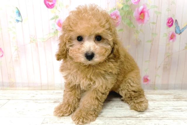 新潟県のトイプードル(トイ) (Coo&RIKU新潟東店/2026年1月1日生まれ/女の子/アプリコット)の子犬の2枚目の画像