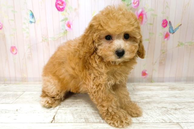 新潟県のトイプードル(トイ) (Coo&RIKU新潟東店/2026年1月1日生まれ/女の子/アプリコット)の子犬の3枚目の画像