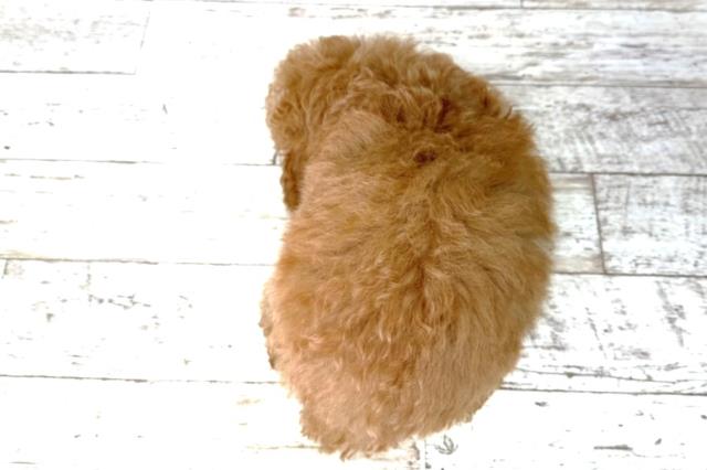 新潟県のトイプードル(トイ) (Coo&RIKU新潟東店/2026年1月1日生まれ/女の子/アプリコット)の子犬の4枚目の画像