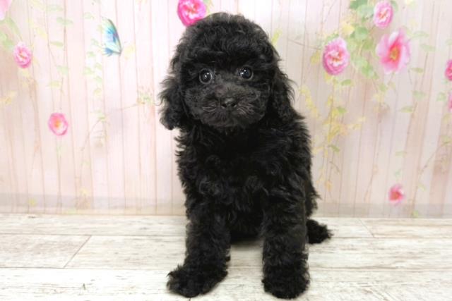 長野県のトイプードル(トイ) (Coo&RIKUコメリパワー長野東部店/2026年1月1日生まれ/女の子/ブラック)の子犬の1枚目の画像