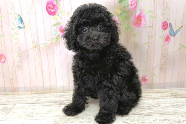 長野県のトイプードル(トイ) (Coo&RIKUコメリパワー長野東部店/2026年1月1日生まれ/女の子/ブラック)の子犬の2枚目の画像