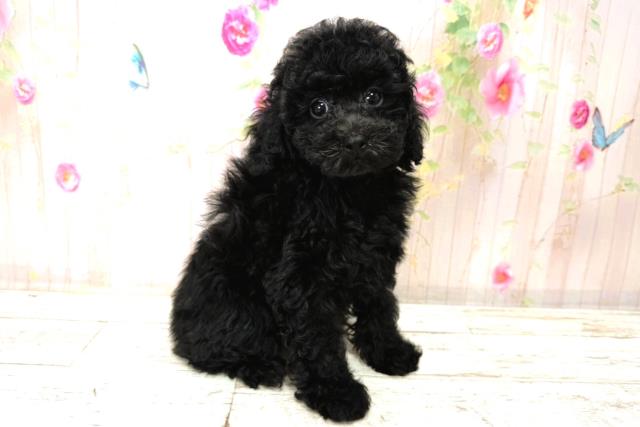 長野県のトイプードル(トイ) (Coo&RIKUコメリパワー長野東部店/2026年1月1日生まれ/女の子/ブラック)の子犬の3枚目の画像