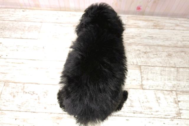 長野県のトイプードル(トイ) (Coo&RIKUコメリパワー長野東部店/2026年1月1日生まれ/女の子/ブラック)の子犬の4枚目の画像