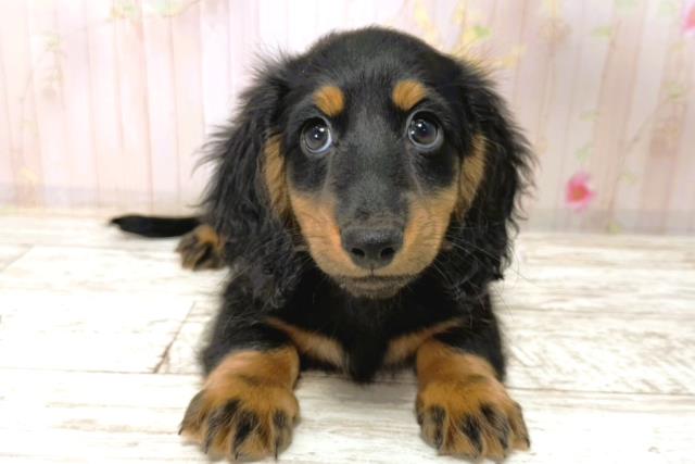 北海道のカニンヘンダックスフンド(ロング) (Coo&RIKU北見店/2026年1月1日生まれ/男の子/ブラックタン)の子犬の1枚目の画像