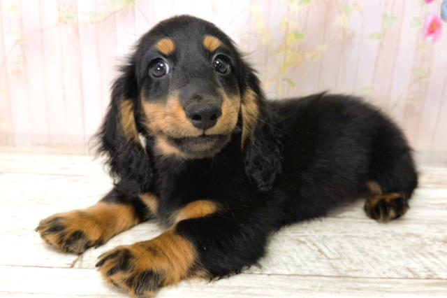 北海道のカニンヘンダックスフンド(ロング) (Coo&RIKU北見店/2026年1月1日生まれ/男の子/ブラックタン)の子犬の2枚目の画像