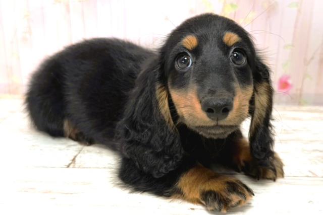 北海道のカニンヘンダックスフンド(ロング) (Coo&RIKU北見店/2026年1月1日生まれ/男の子/ブラックタン)の子犬の3枚目の画像