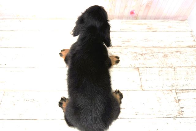 北海道のカニンヘンダックスフンド(ロング) (Coo&RIKU北見店/2026年1月1日生まれ/男の子/ブラックタン)の子犬の4枚目の画像