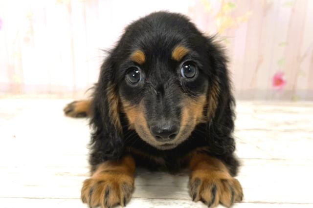 北海道のカニンヘンダックスフンド(ロング) (Coo&RIKU釧路店/2026年1月1日生まれ/男の子/ブラックタン)の子犬の1枚目の画像